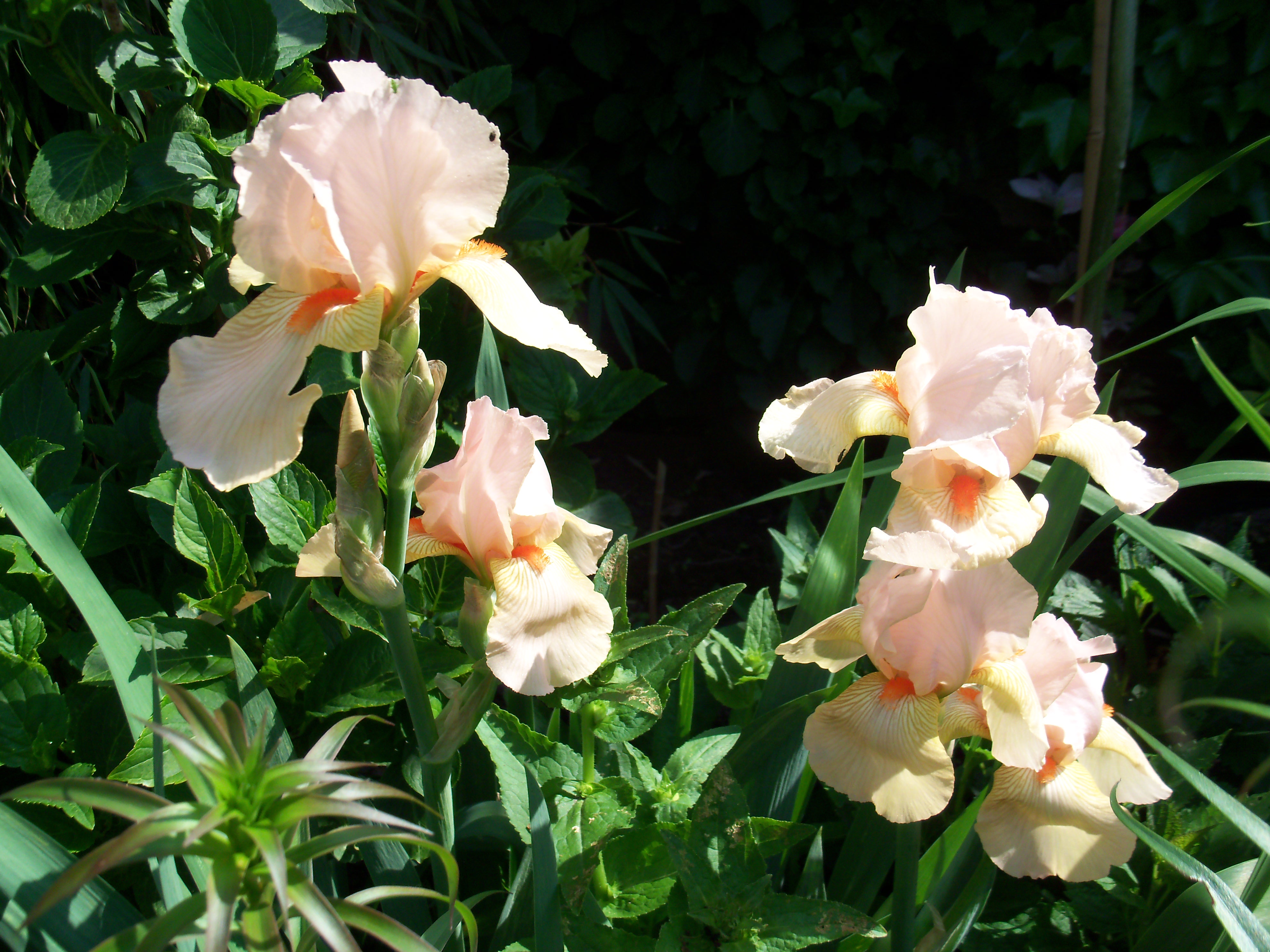Iris germanica 'Constant Wattez'